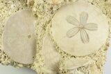 Three Fossil Sand Dollars (Scutella) - France #359699-1